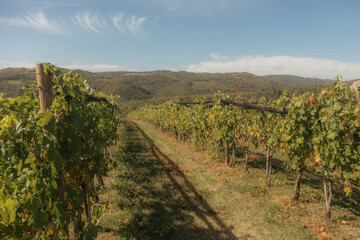 Obraz premium vineyard landscape. The rows of grapevines stretch out as far as the eye can see, creating a serene and tranquil scene. The vines are lush and green