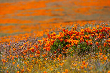 A super bloom of orange poppies in Southern California. 