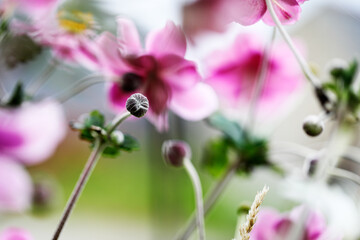 Vibrant pink Cosmea flower in full bloom, captured outdoors in natural sunlight. Delicate petals and yellow center against a soft, blurred green background.