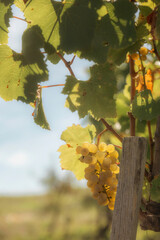 a close-up view of a cluster of ripe, yellow grapes hanging from a grapevine. The leaves...