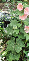 Suchbild versteckte Katze