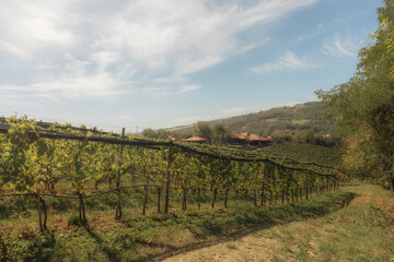Fototapeta premium vineyard landscape. The rows of grapevines stretch out as far as the eye can see, creating a serene and tranquil scene. The vines are lush and green