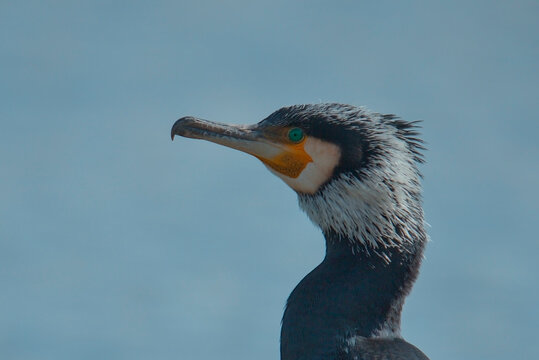 El cormor&aacute;n japon&eacute;s (Phalacrocorax capillatus)​​ 
