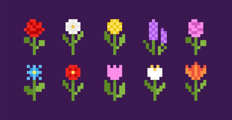 Naklejka premium Pixel art flowers collection in 90s gaming 8 bit icons of poppy, lavender, rose, yarrow, knapweed, flowers. Editable vector set of pixel filed and wild flowers 