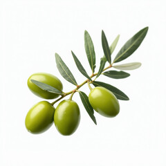 Fresh green olives on a delicate olive branch