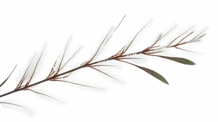 Fototapeta premium Melaleuca Tea Tree Isolated. Botanical Illustration of Tea Tree Branch and Leaves
