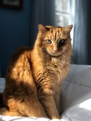 A fluffy orange cat sits calmly, bathed in natural sunlight, on a cozy bed in a serene room. The cat's fur glows warmly, capturing a peaceful and inviting atmosphere.