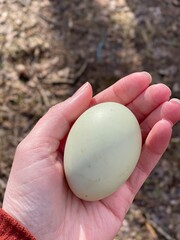 Hand Holding Pale Green Large Chicken Egg, from Backyard Chicken Flock of Easter Egger Breed Hens.