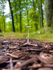 A small delicate lone mushroom standing tall in the woodland ground, an example of nature's beauty in a serene forest setting.