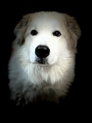 Close-up portrait of a fluffy white Great Pyrenees dog, exuding calmness and grace. The dog's expressive eyes contrast beautifully with the dark background, highlighting its serene and noble demeanor.