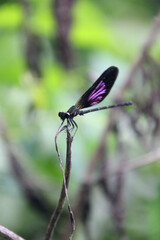 dragonfly on a branch