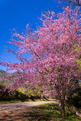 Pink cherry blossom tree.