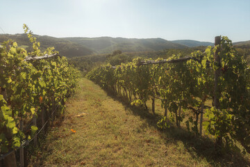 vineyard landscape. The rows of grapevines stretch out as far as the eye can see, creating a serene and tranquil scene. The vines are lush and green