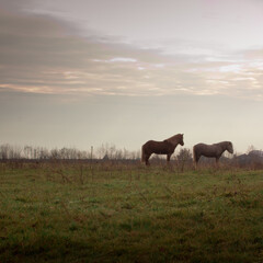 Pferde in der Abendd&auml;mmerung