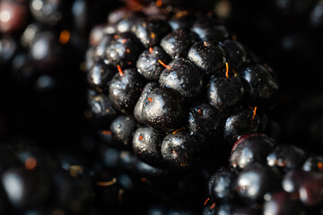 Fresh ripe blackberry covered in water droplets on dark background