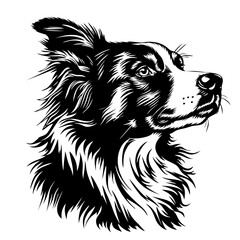 Obraz premium AUSTRALIAN shepherd dog Monochrome border collie portrait: detailed black and white canine artwork