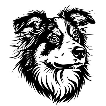 recommend clip art: AUSTRALIAN shepherd dog Detailed black and white border collie portrait vector art