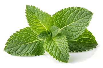 Fresh Mint Leaves Isolated on White Background