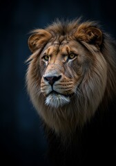 Fototapeta premium Portrait photography of a lion, with a dark blue background, in a minimalistic style