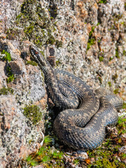 Viper