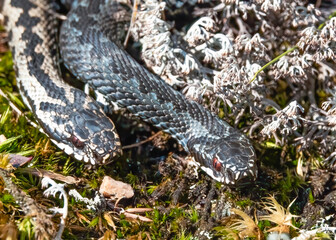 Viper