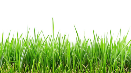 Obraz premium Lush green grass growing in a sunny garden nature close-up view