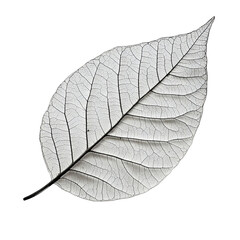 Obraz premium Skeletonized Leaf: Delicate Vein Structure isolated on transparent background