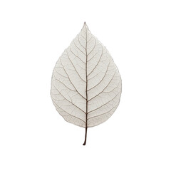 Skeletonized Leaf with Black Dots isolated on transparent background
