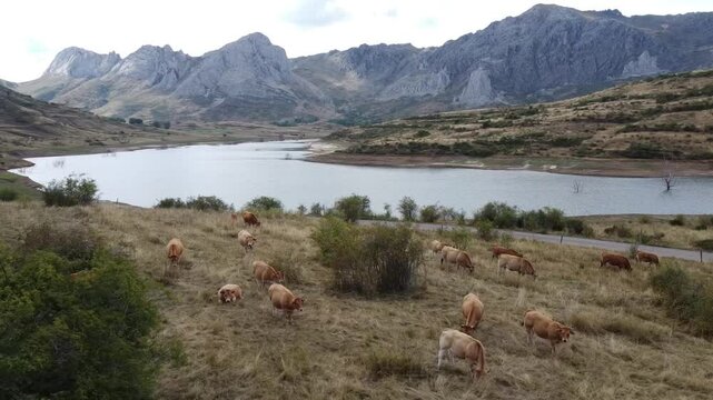 Orbital aerial drone shot over a herd of cows in the Babia Mountains, Luna Reservoir - 530
