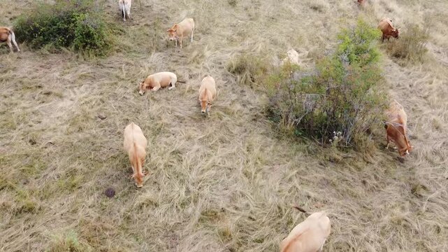 Nearly overhead aerial drone view of a herd of cows in the Babia Mountains, Cantabrian Range - 531
