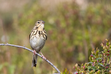 Tree pipit
