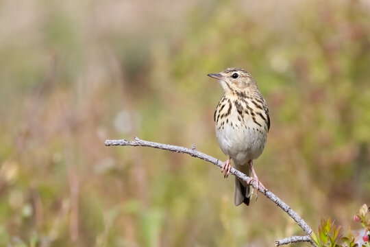 Tree pipit