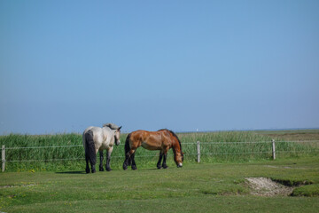 Die Insel Jusit in der Nordsee