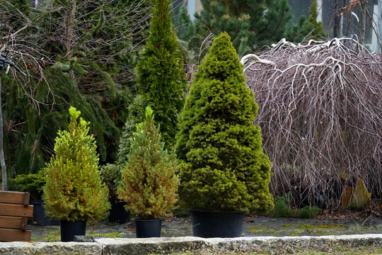 Cryptomeria japonica is an evergreen tree of the Cypress family potted close up