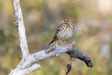 Tree pipit
