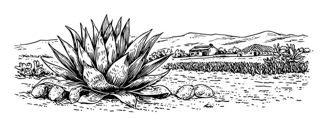 Engraved illustration showing a prominent agave plant with distant buildings and mountains at sunset