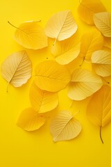 Fototapeta premium A collection of yellow leaves arranged neatly against a bright backdrop, emphasizing their delicate details.