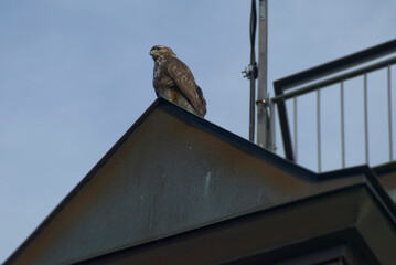 Common buzzard (Buteo buteo) sitting on the roof of a house in Zurich, Switzerland