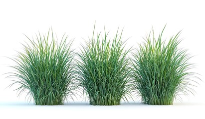 Miscanthus giganteus (Giant Miscanthus)