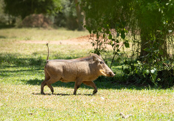 Common warthog, Phacochoerus africanus, running across the savannah of Uganda, Africa.