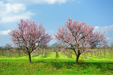 Fototapeta premium Blooming is vernal.