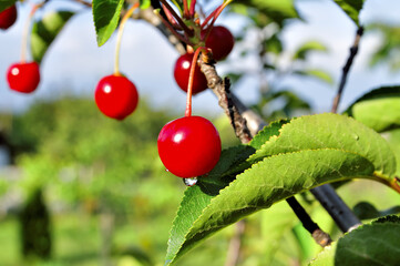 Cherry-tree.