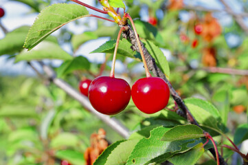 Cherry-tree.