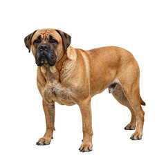 Obraz premium Confident Bullmastiff showcasing strength and loyalty isolated against a white background Muscular build and determined expression captured
