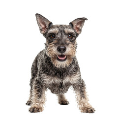 An animated Miniature Schnauzer with a wiry coat and expressive eyebrows exuding energy and playfulness