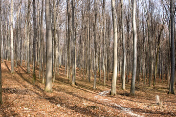 Forest