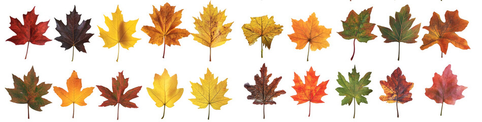Fototapeta premium Set of colorful autumn maple leaves in red yellow and green shades, isolated on transparent background