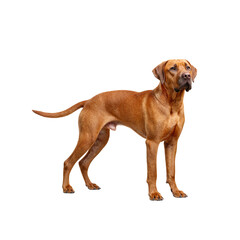 Majestic Rhodesian Ridgeback with a striking red coat standing proudly displaying its strong build and confident stance