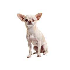 Obraz premium Adorable Chihuahua with oversized ears displaying its playful nature and charm against a clean white backdrop