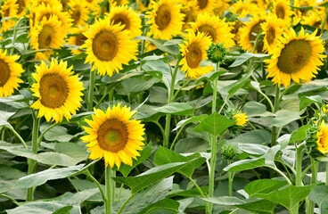 yellow flowers, agricultural products. photos of sunflowers.